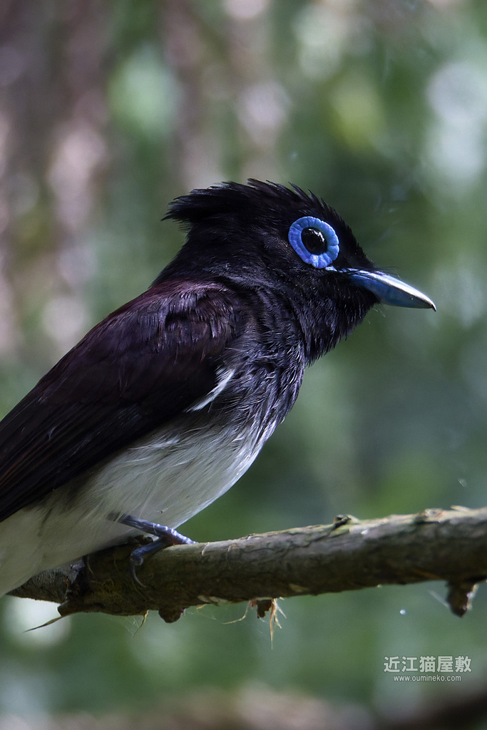 EOS R5 mark II、R7で野鳥撮影 朽木 サンコウチョウ、キビタキ、蛇