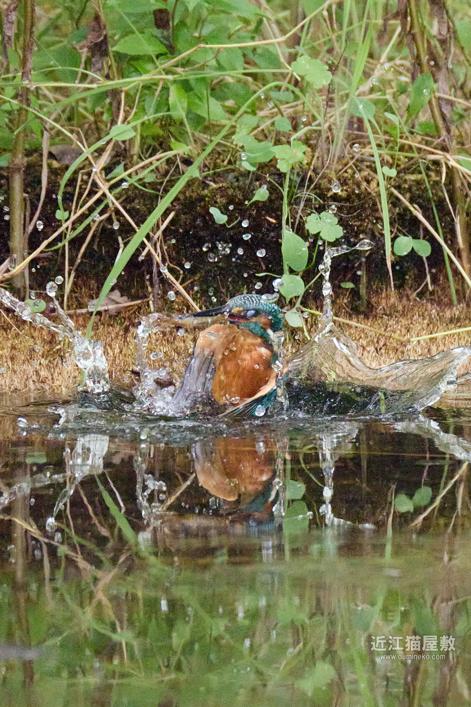 EOS R5 mark IIで野鳥撮影 カワセミ、AF検証