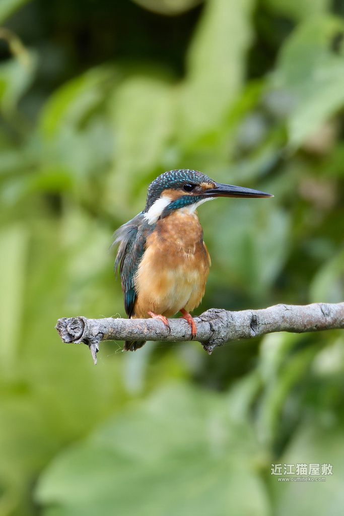 EOS R5 mark IIで野鳥撮影 カワセミ撮影の準備開始