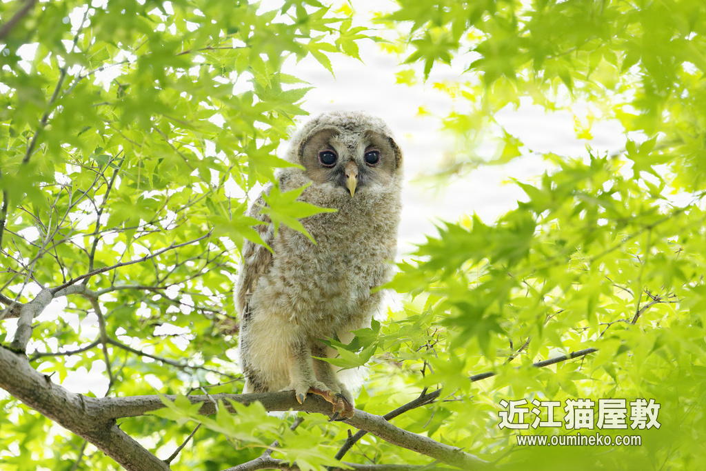 EOSで野鳥撮影 京都＆大津＆朽木 フクロウ、アオバズク、オオルリ