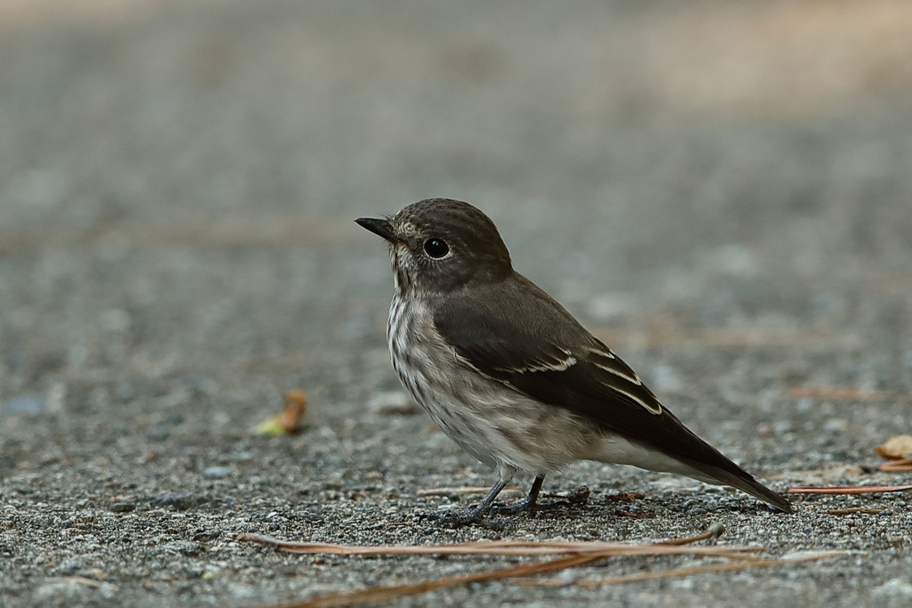 久々の舳倉島 EOS-1D X Mark II + EF600F4L