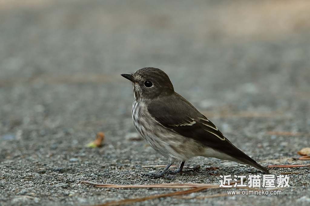 久々の舳倉島 EOS-1D X Mark II + EF600F4L