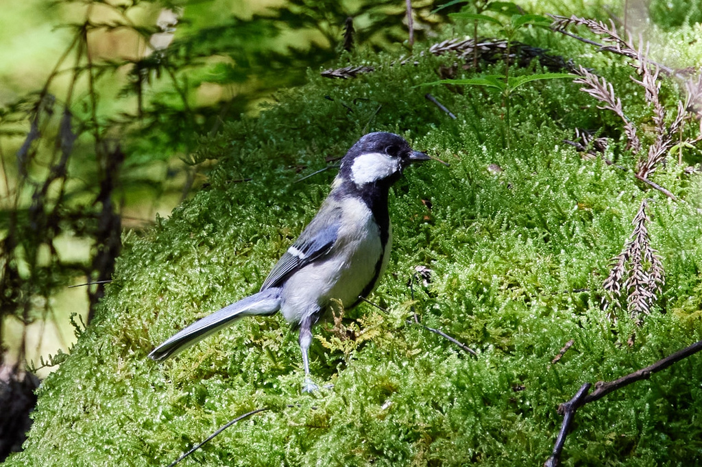 R5 + RF100-500mm F4.5-7.1 L IS USM 試し撮り part.2