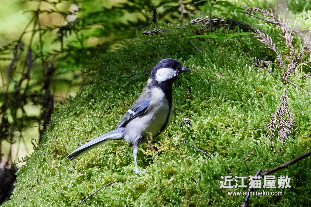 R5 + RF100-500mm F4.5-7.1 L IS USM 試し撮り part.2