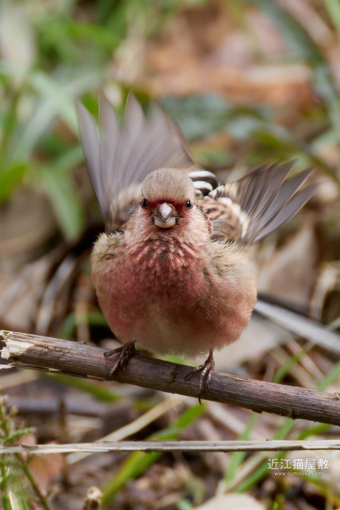 EOS R7+RF200-800mm F6.3-9 IS USMで野鳥撮影 露出ISO撮影作例 ベニマシコ他