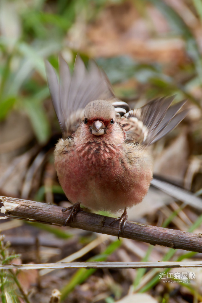 EOS R7+RF200-800mm F6.3-9 IS USMで野鳥撮影 露出ISO撮影作例 ベニマシコ他