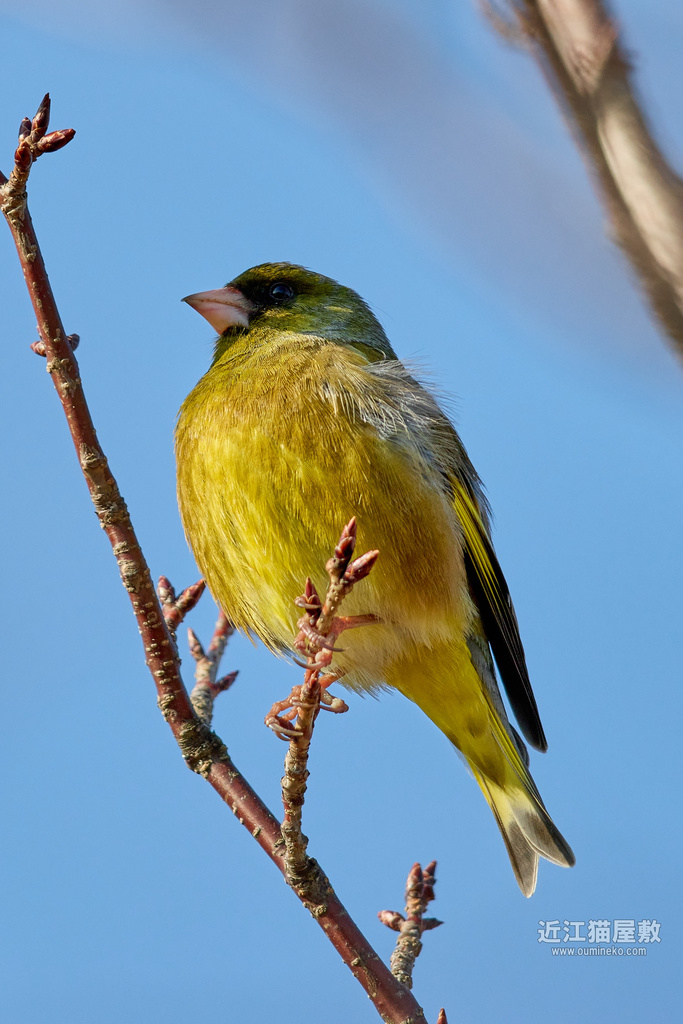 EOS R7+EF600mm F4L IS II USM 散歩 カワラヒワ