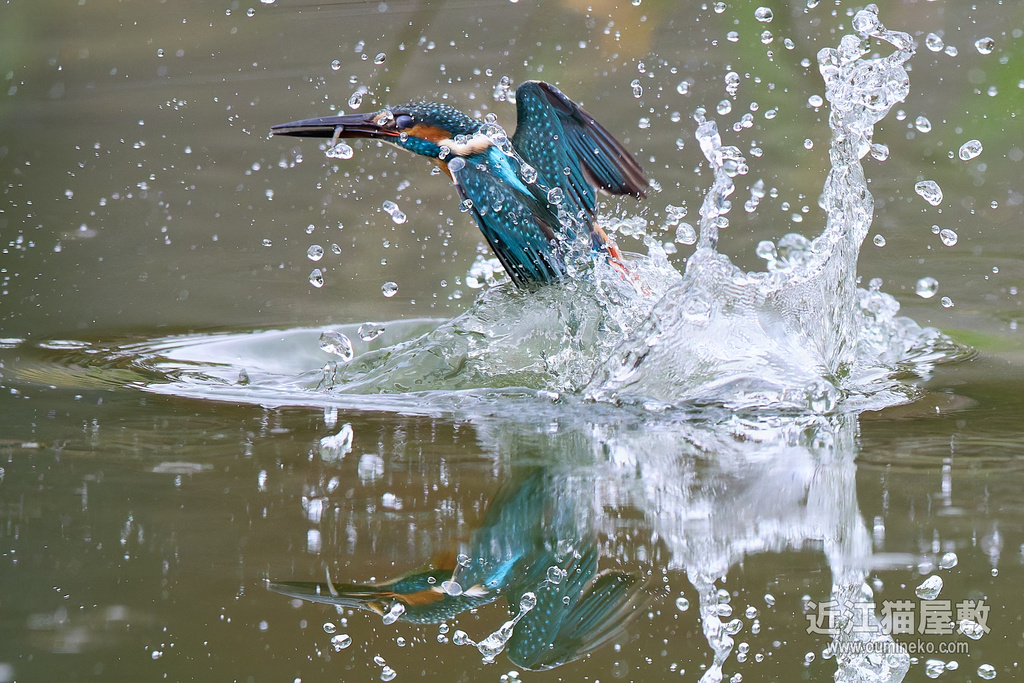 EOS R5 mark IIで野鳥撮影 カワセミ、ジョウビタキ他