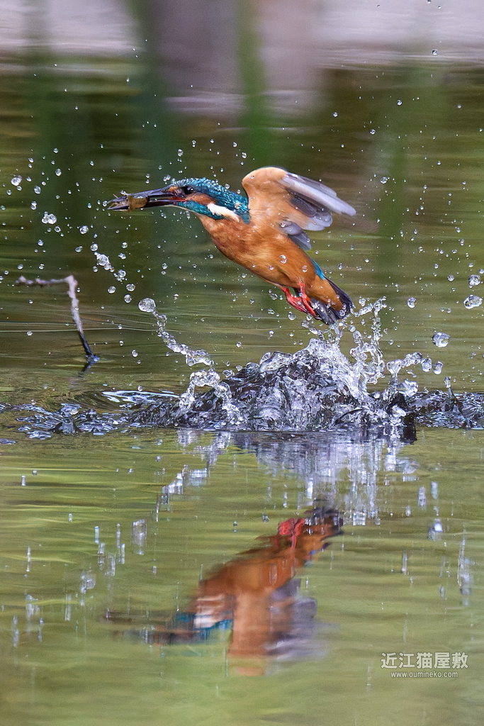 EOS R5 mark IIで野鳥撮影 カワセミ