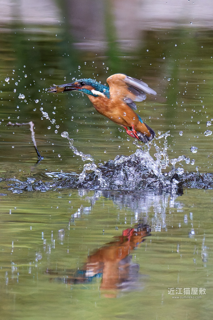 EOS R5 mark IIで野鳥撮影 カワセミ