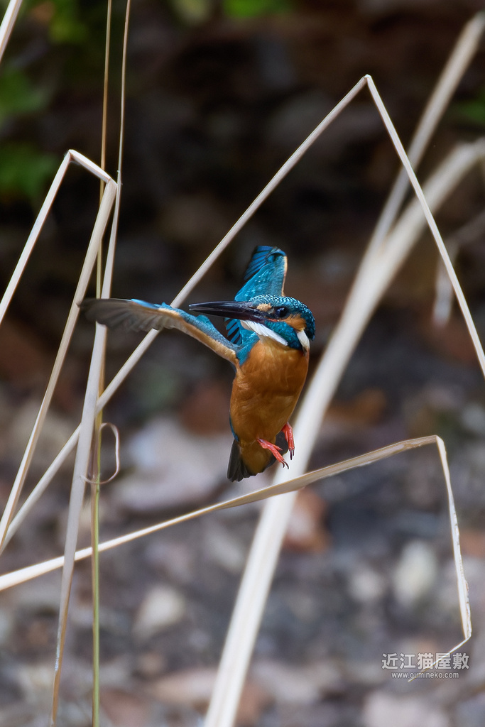 EOS R3,R7で野鳥撮影 カワセミ,モズ R3動画検証も開始