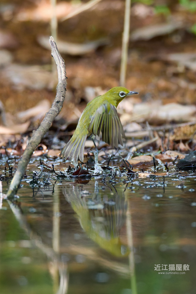 EOS R7,1DX2で野鳥撮影 小鳥たち&最近の探鳥