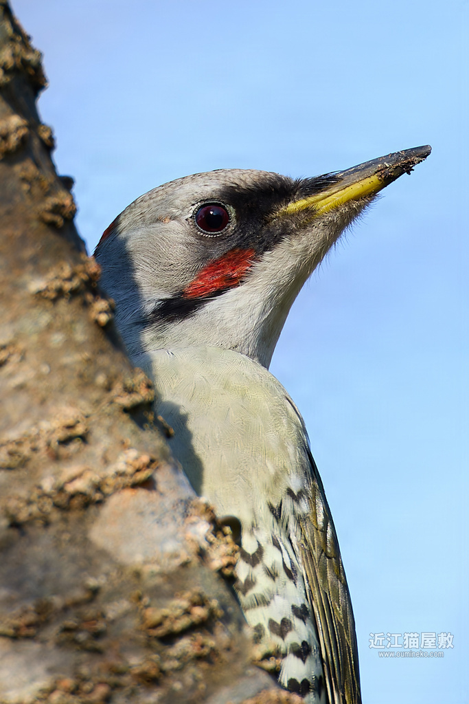 EOS R5 mark IIで2024年 鳥納め アオゲラ、キバシリ、ベニマシコ他