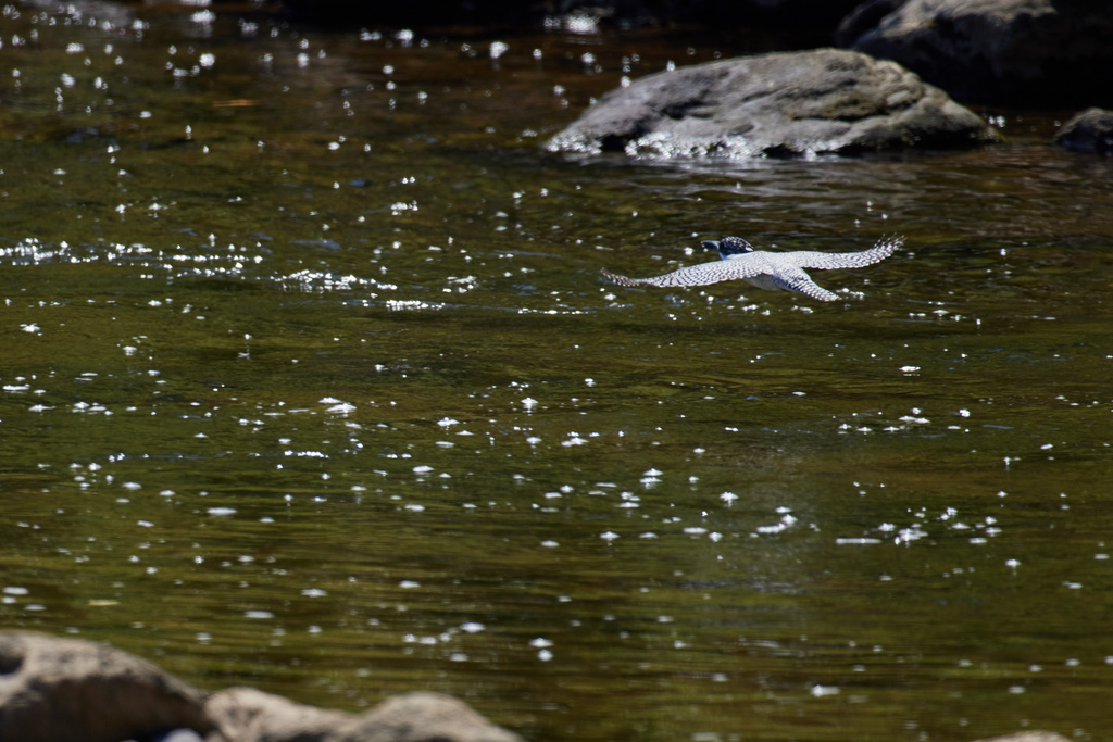 榛原 ヤマセミ、ゴイサギ EOS R5+RF600F4L