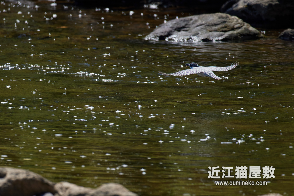 榛原 ヤマセミ、ゴイサギ EOS R5+RF600F4L