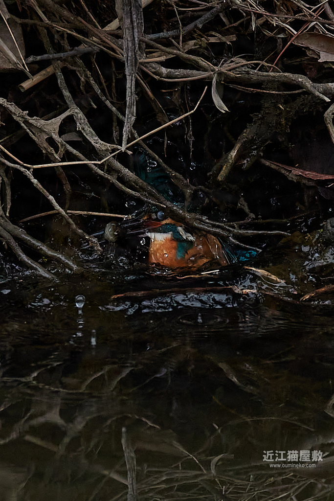 EOS-1D X mark IIIで野鳥撮影 カワセミ、ヒヨドリ