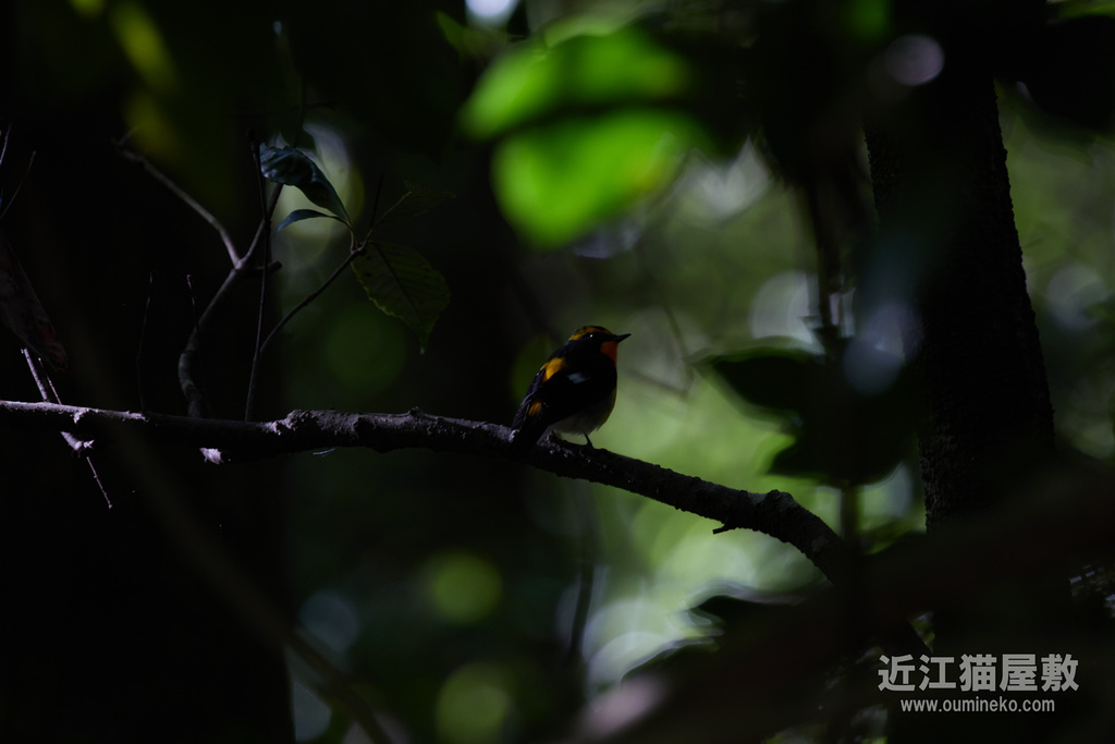 EOS R7 + EF400mm F4 DO IS II USM 散歩