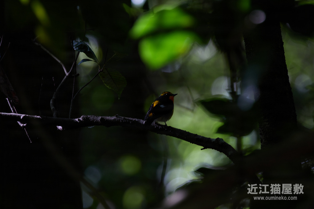 EOS R7 + EF400mm F4 DO IS II USM 散歩