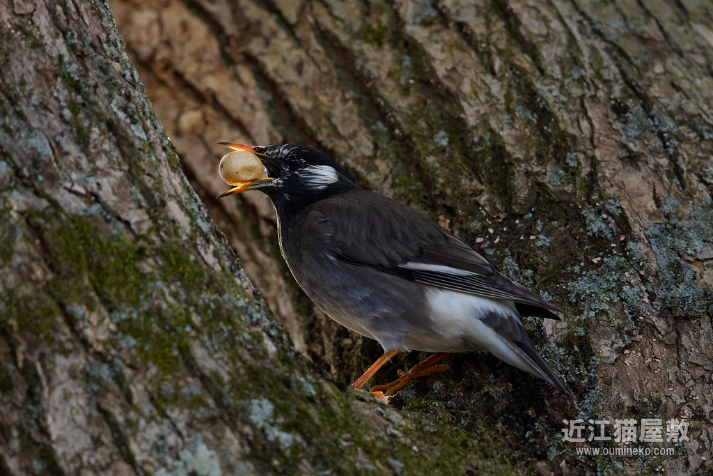 EOS R7 + EF600mm F4L IS II USM 散歩 ムクドリ