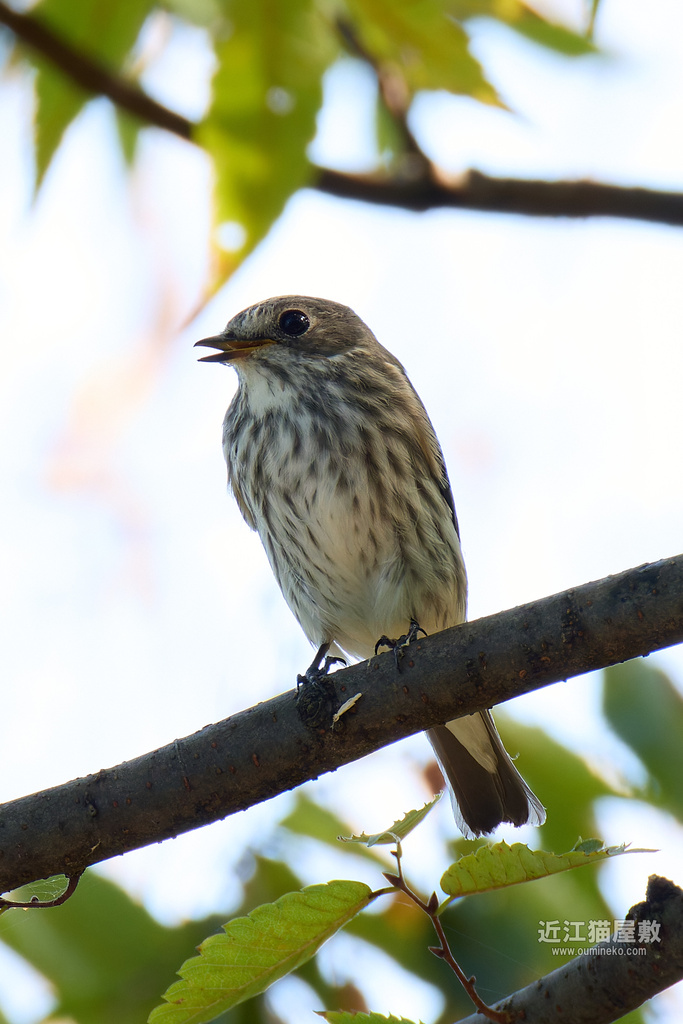 EOS R5 mark IIで野鳥撮影 10/12 ① エソビタキ、メボソムシクイ