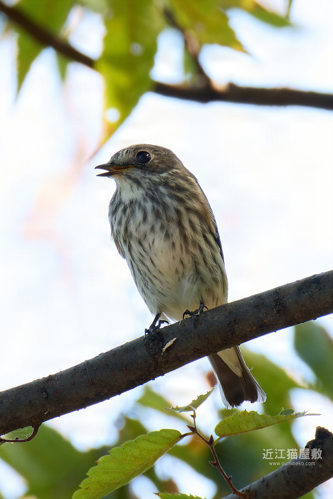 EOS R5 mark IIで野鳥撮影 10/12 ① エソビタキ、メボソムシクイ