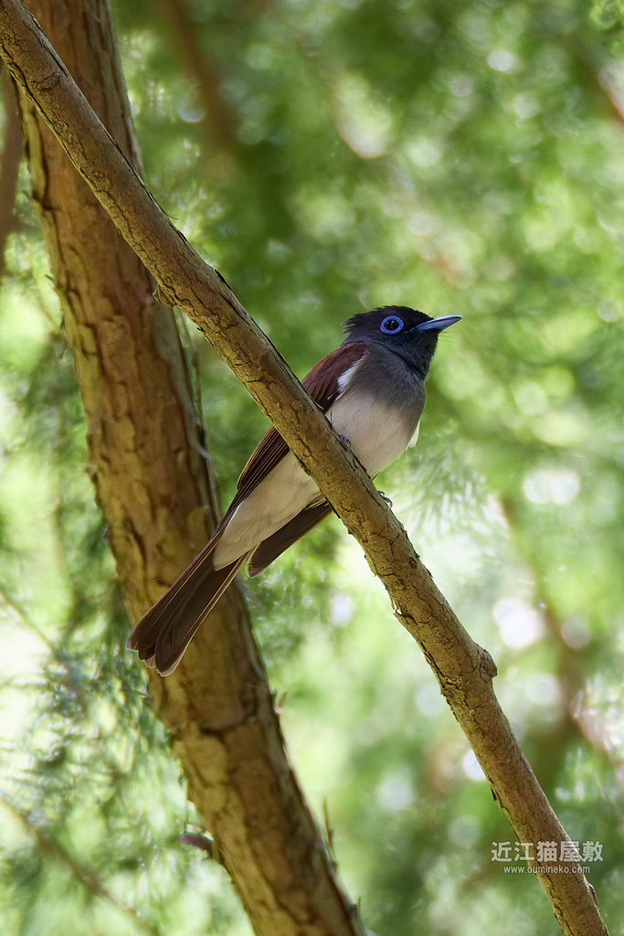EOS R7で野鳥撮影 サンコウチョウ、オオヨシキリ、コサメビタキ、カケス他