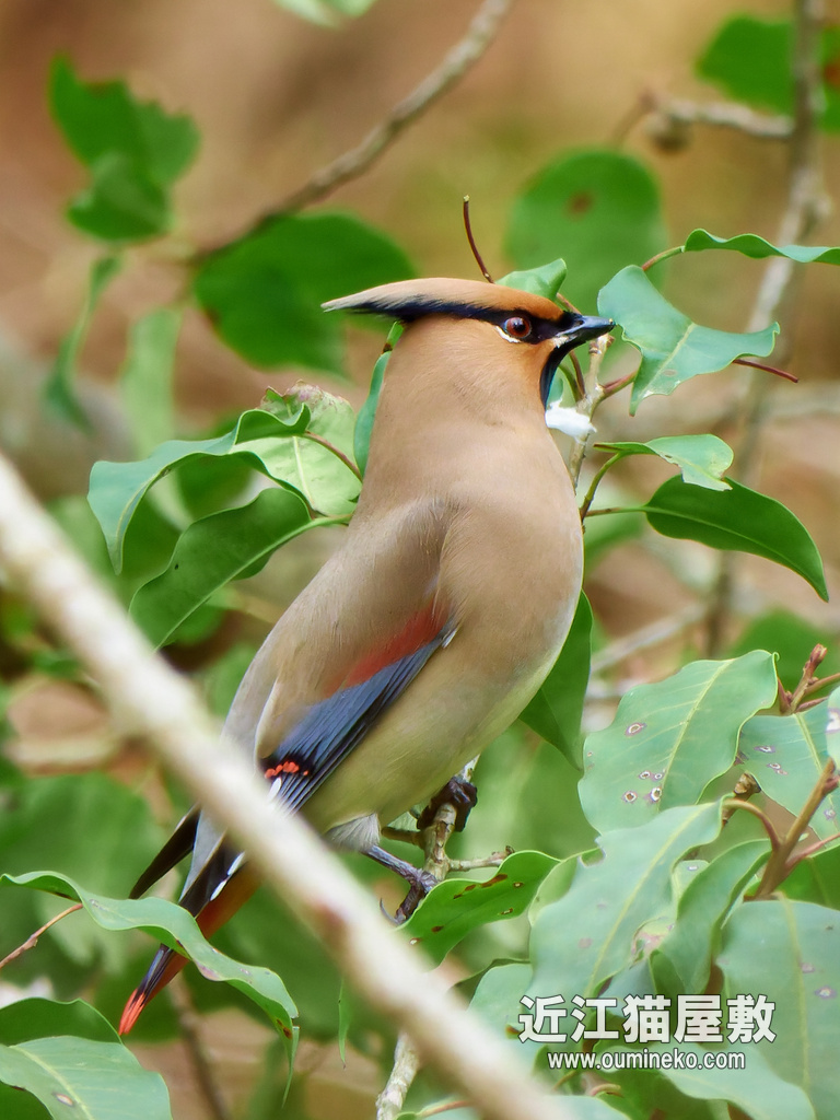 PX1100で野鳥撮影 朽木など ヒレンジャク、キレンジャク、ウグイス、ソウシチョウ、キジ、シメ、ルリビタキ、ほか多数。