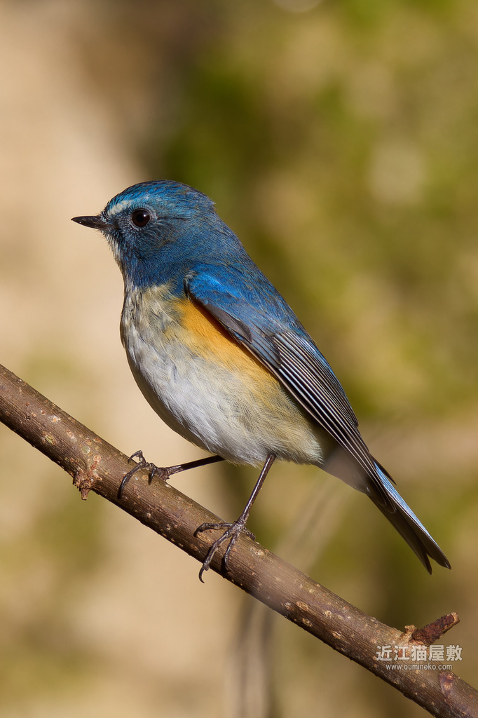 EOS R7で野鳥撮影 ルリビタキ、ミヤマホオジロ、アカゲラ他