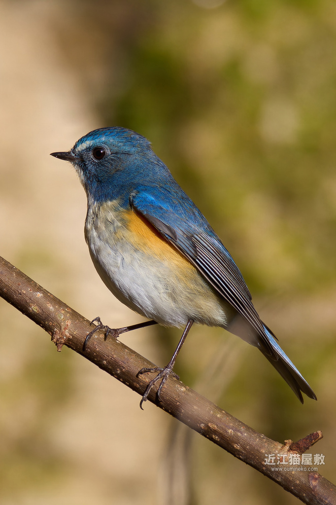 EOS R7で野鳥撮影 ルリビタキ、ミヤマホオジロ、アカゲラ他