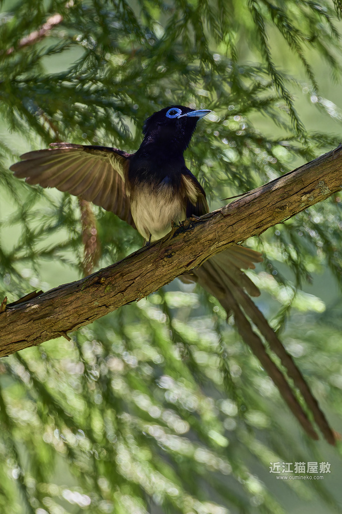 EOS 1DX3,R7で野鳥撮影 AI系のRAW現像検証２