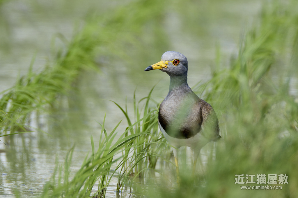EOS R7で野鳥撮影 ケリ