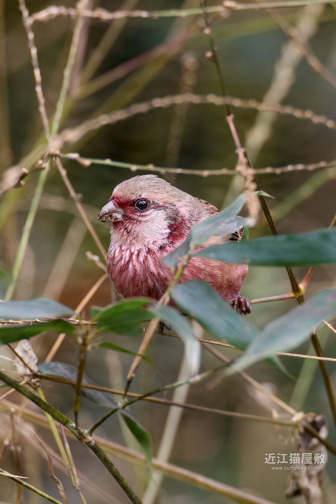 EOS R5 mark IIで野鳥撮影 ベニマシコ、カケス、ミヤマホオジロ、カシラダカ、ルリビタキ