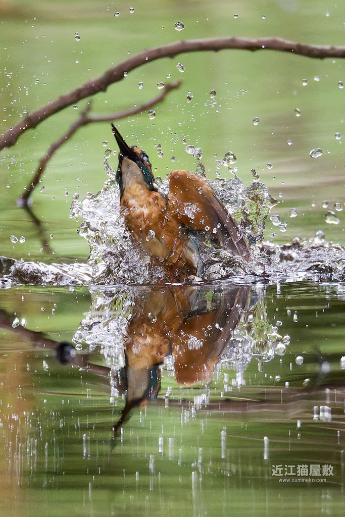 EOSで野鳥撮影 残暑のカワセミ撮影 羽毛復活 (EF800mm F5.6L IS USM)