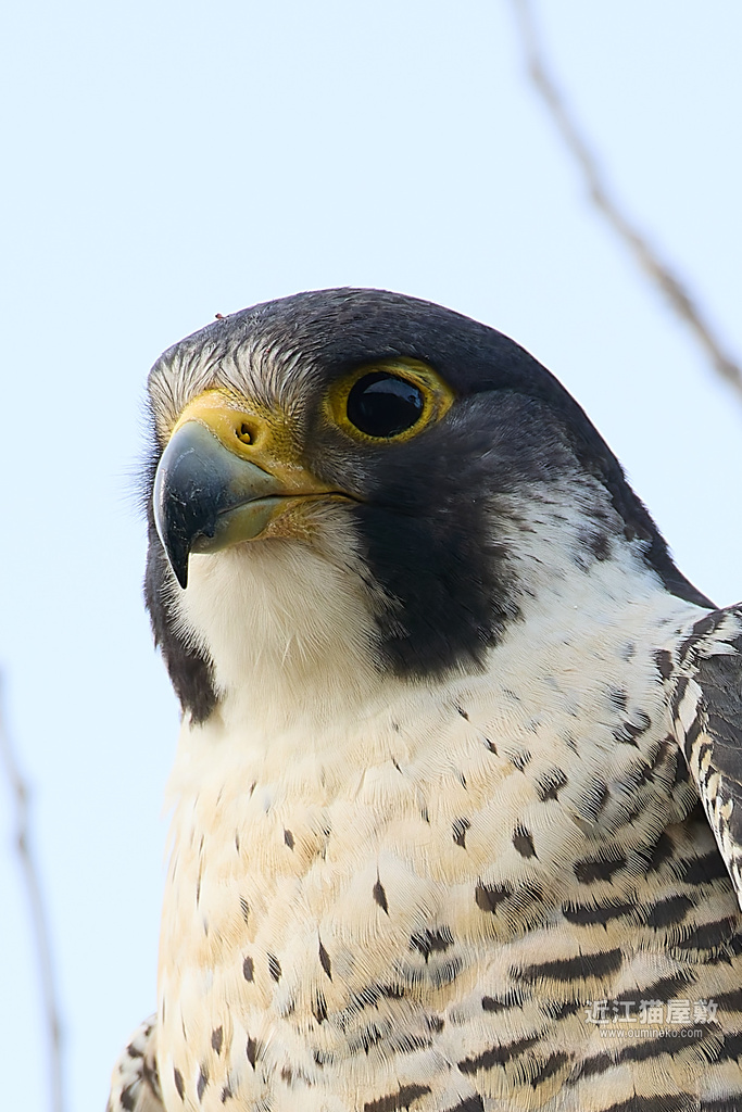 EOS R5 mark IIで野鳥撮影 GW前半② ハヤブサ
