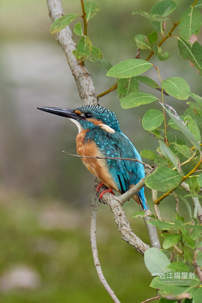 EOS R5 mark IIで野鳥撮影 カワセミ