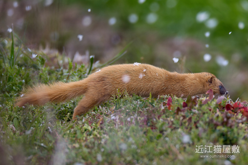 EOS R3,R7で野鳥撮影 雪のイタチ、カワセミ他