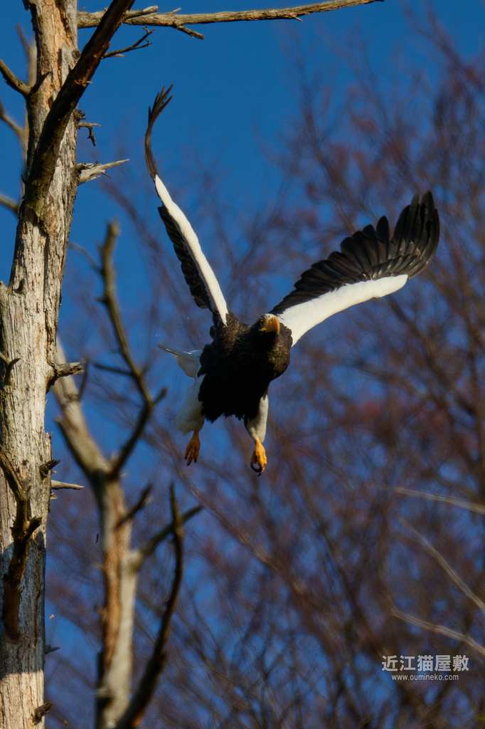 EOS R7+EF800mm/RF200-800mmで野鳥撮影 オオワシ他