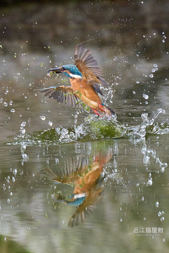 EOS R5 mark IIで野鳥撮影 カワセミ撮影評価、他