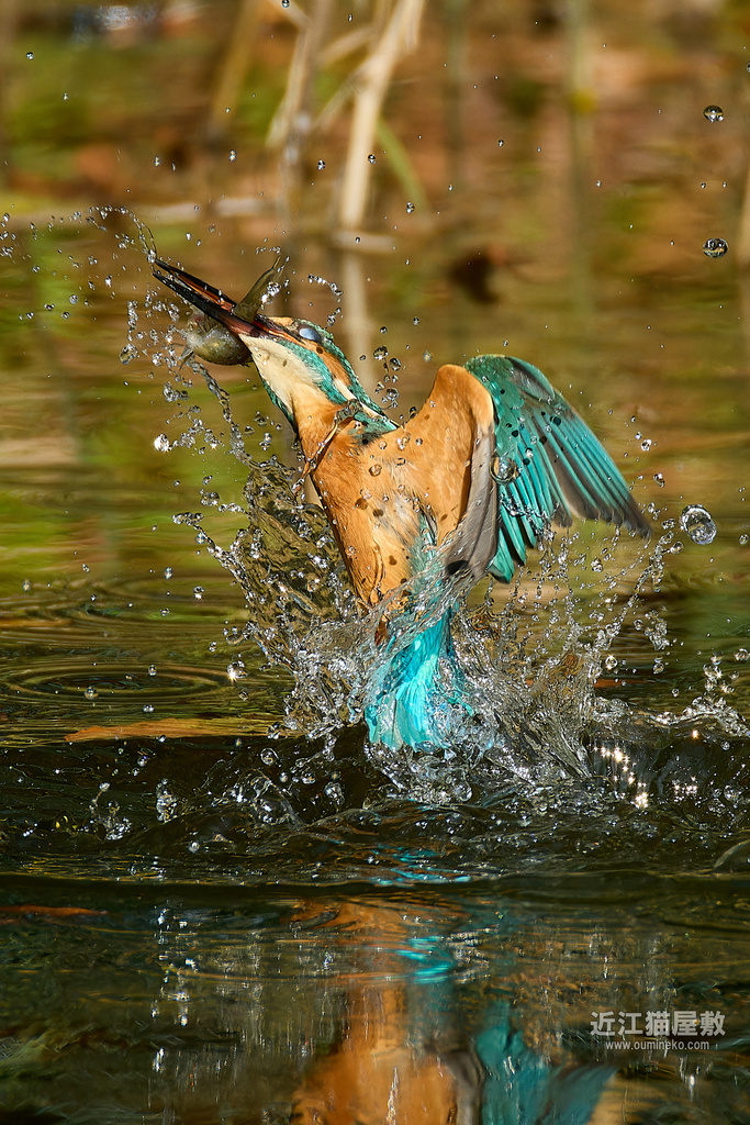 EOS R7+RF200-800mm F6.3-9 IS USM カワセミ飛び込み