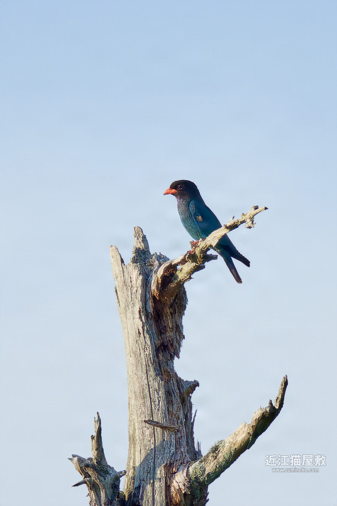 EOS R7で野鳥撮影 ブッポウソウ (6月～7月)