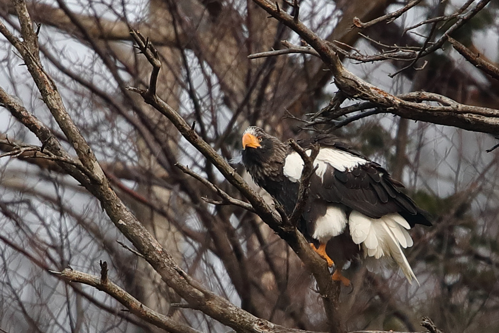 湖北 オオワシ EOS-1D X Mark II + EF600F4L