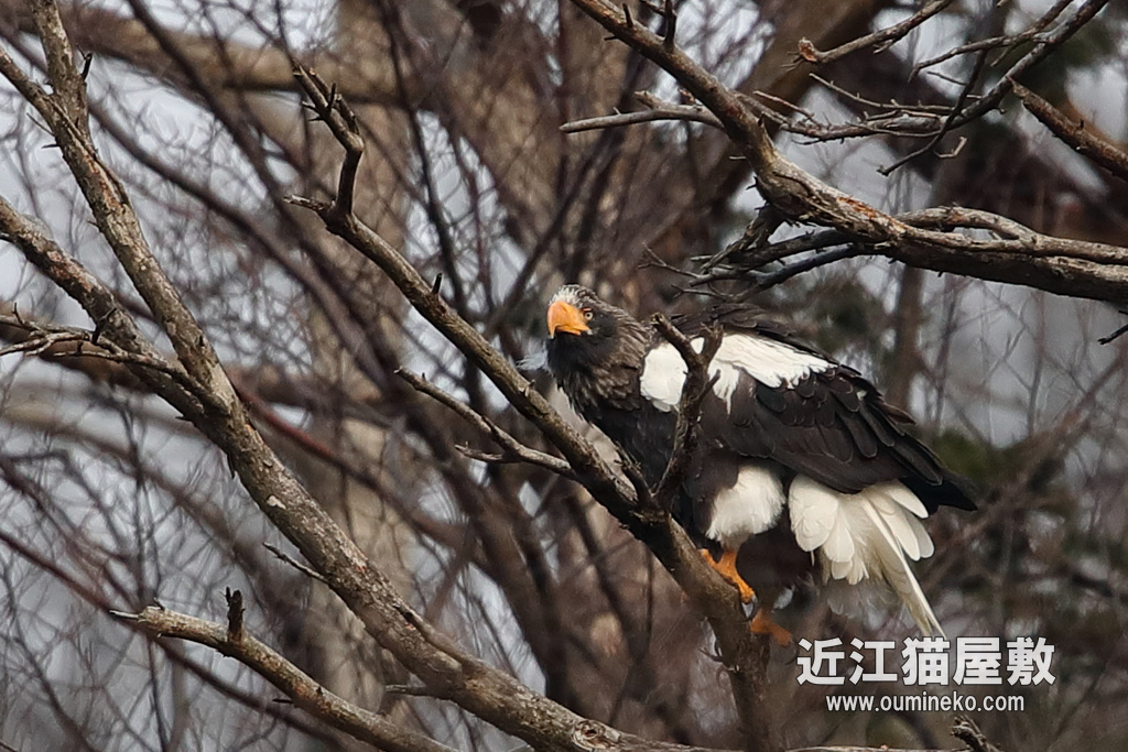 湖北 オオワシ EOS-1D X Mark II + EF600F4L