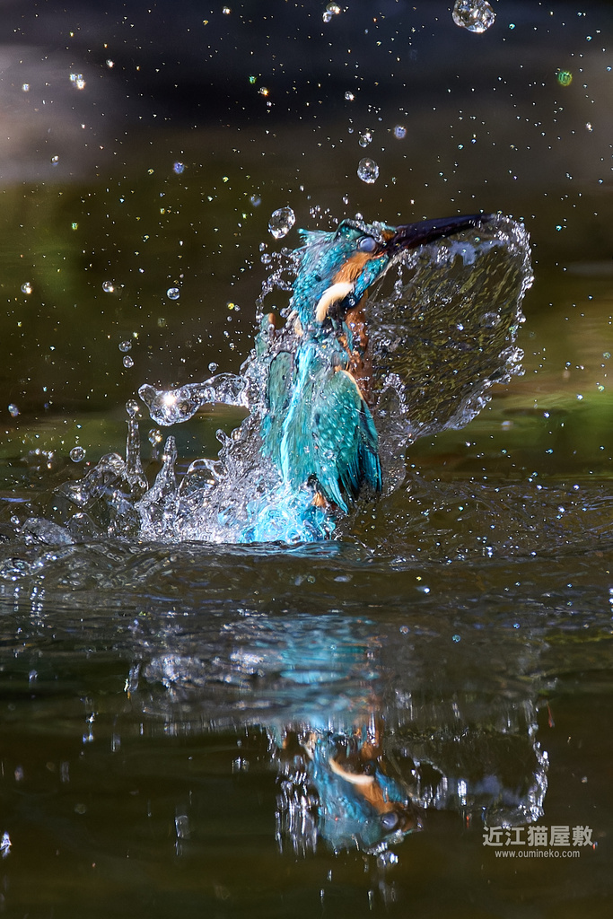 EOS R3+RF200-800mm F6.3-9 IS USMで野鳥撮影 始動