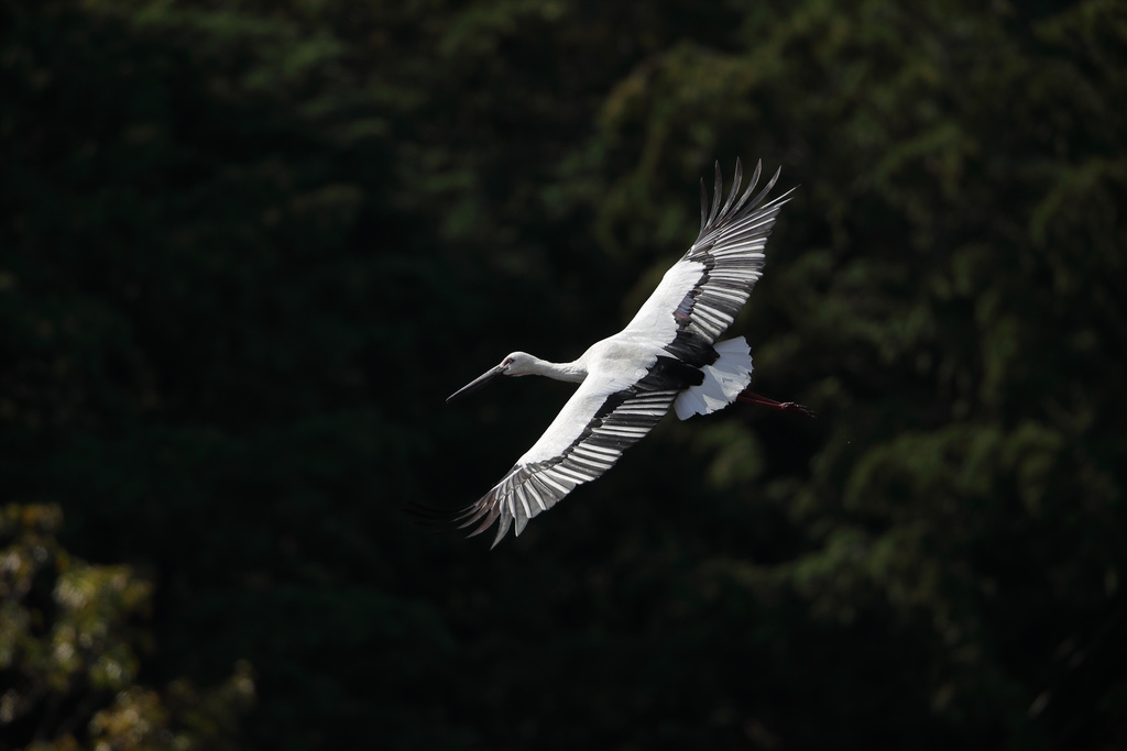 亀岡 コウノトリ EOS-1D X Mark II + EF600F4L