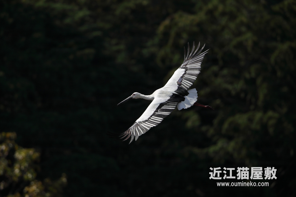 亀岡 コウノトリ EOS-1D X Mark II + EF600F4L