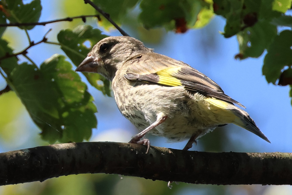 EOS R7 + RF100-500mm F4.5-7.1 L IS USM 散歩