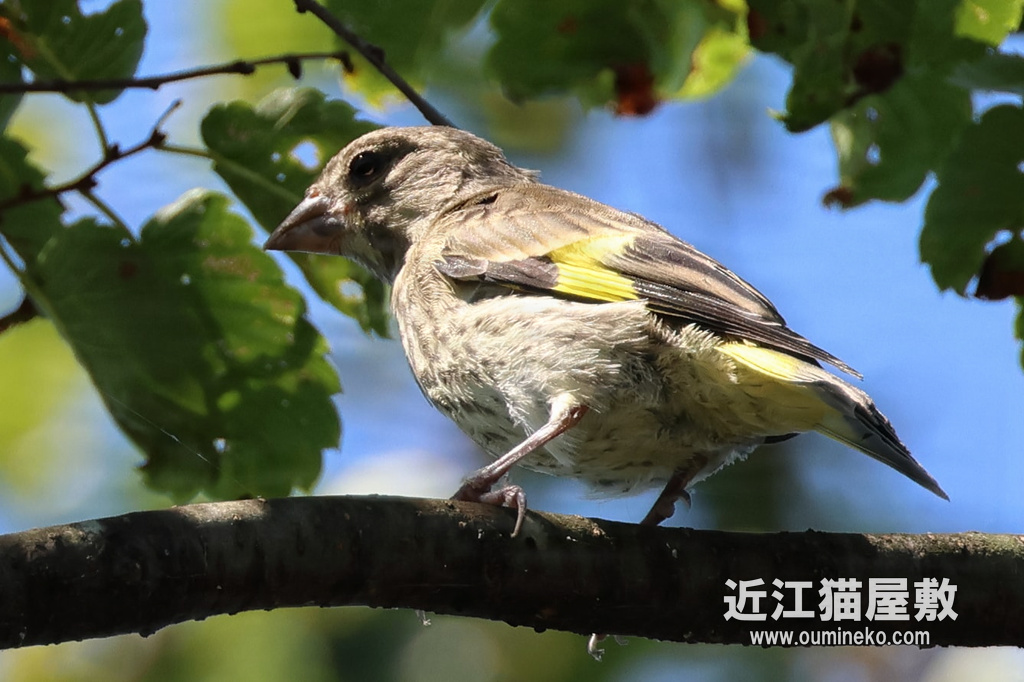 EOS R7 + RF100-500mm F4.5-7.1 L IS USM 散歩