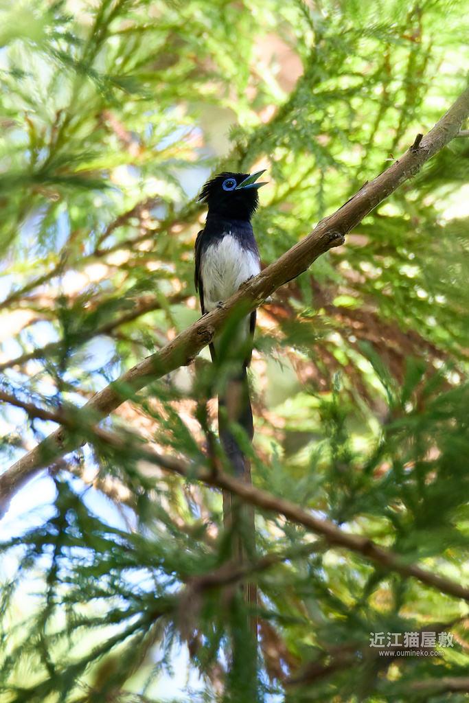 EOS R7で野鳥撮影 朽木 まだまだいけるサンコウチョウ撮影(+コツ)