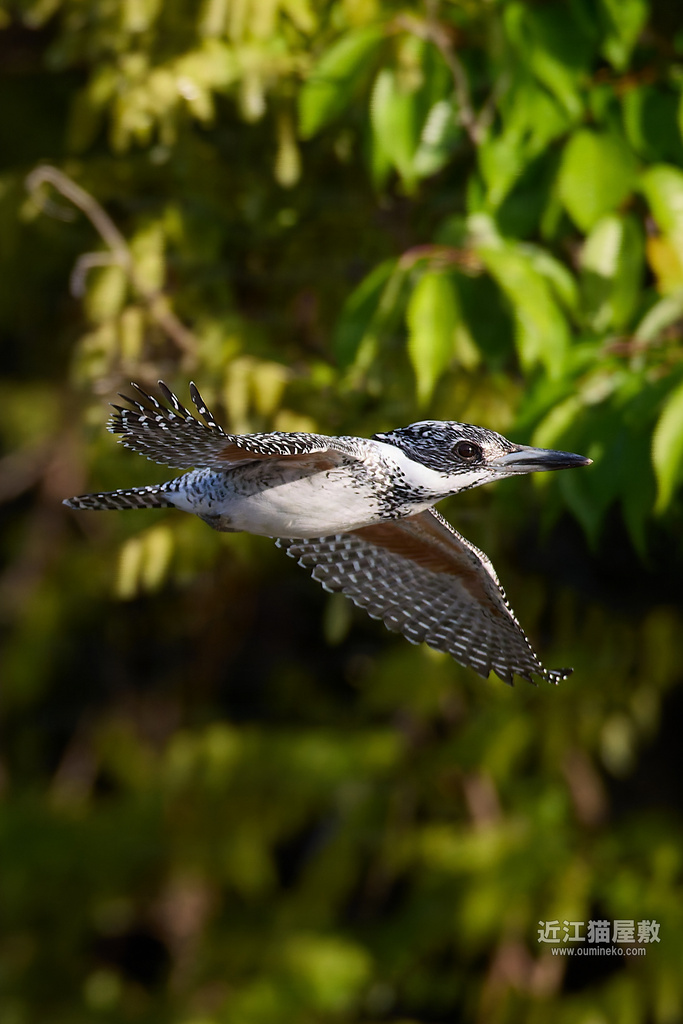EOS R5 mark IIで野鳥撮影 榛原ヤマセミ、朽木オオルリ、サンショウクイ