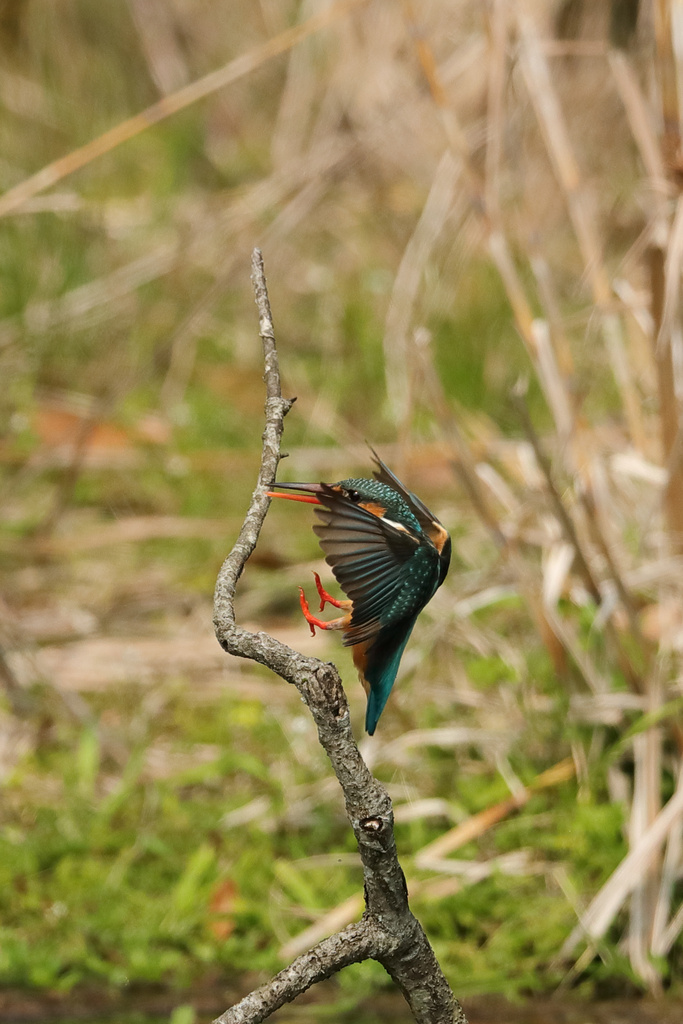 滋賀 近くのダム カワセミ EOS-1D X Mark II + EF600F4L